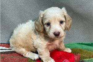 Roman - puppy for sale