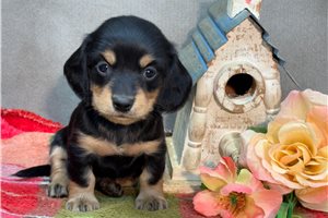 Nasir - Dachshund, Mini for sale
