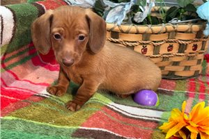 Ivan - Dachshund, Mini for sale