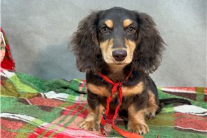 Nash - Dachshund, Mini for sale