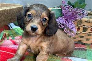 Darvin - puppy for sale