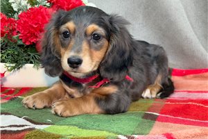 Lucky - Dachshund, Mini for sale