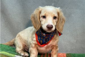 Roman - Dachshund, Mini for sale