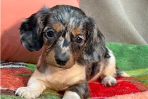Kiki - puppy for sale