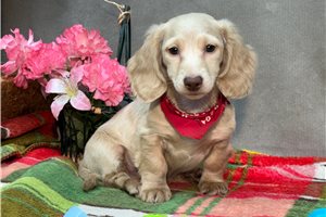 Cody - Dachshund, Mini for sale