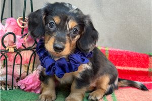 Reese - puppy for sale