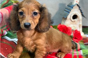 Holiday - Dachshund, Mini for sale