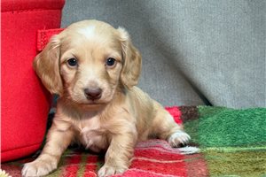 Nathan - puppy for sale
