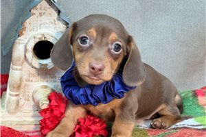 Sherman - Mini Dachshund for sale