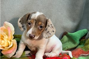 Rory - puppy for sale