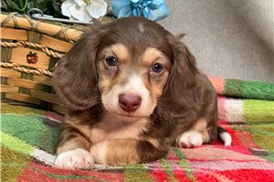 Benjamin - Dachshund, Mini for sale