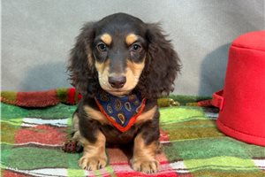 Nash - Dachshund, Mini for sale