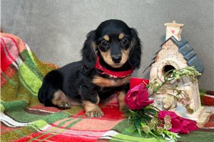 Nasir - Dachshund, Mini for sale