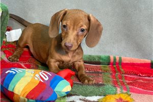 Kristina - puppy for sale