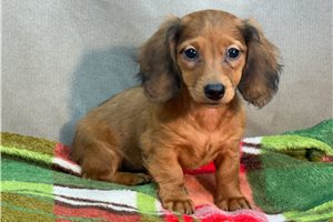Holiday - Dachshund, Mini for sale