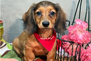 Hilton - Dachshund, Mini for sale