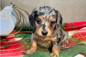 Linus - Dachshund, Mini for sale