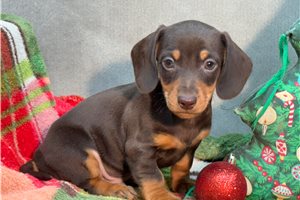 Martin - puppy for sale