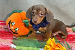 Sherman - Dachshund, Mini for sale