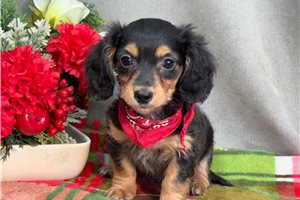 Leopold - Dachshund, Mini for sale
