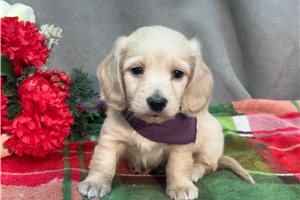 Cisco - puppy for sale