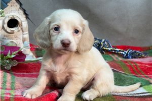 Roxanne - puppy for sale