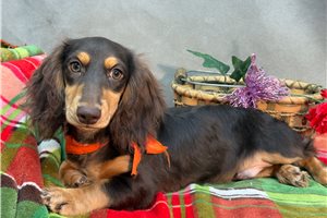 Nash - Dachshund, Mini for sale