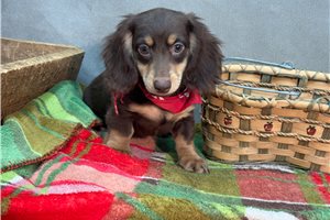 Noor - Dachshund, Mini for sale