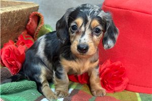 Rosie - puppy for sale