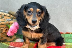 Naomi - Dachshund, Mini for sale
