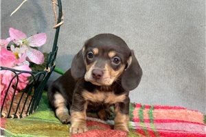 Brooke - Mini Dachshund for sale