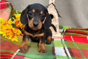 Milton - puppy for sale