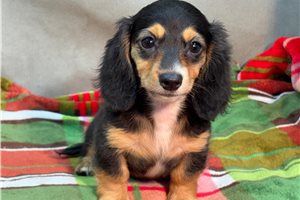 Hosanna - Dachshund, Mini for sale