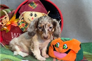 Kaleb - puppy for sale