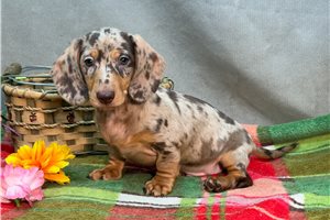 Stone - Dachshund, Mini for sale