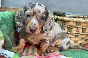Stone - puppy for sale