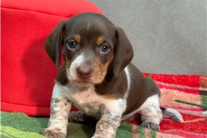 Vance - puppy for sale