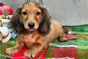 Darvin - Dachshund, Mini for sale