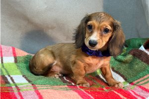 Hilo - Dachshund, Mini for sale