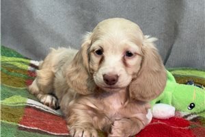 Karla - Dachshund, Mini for sale