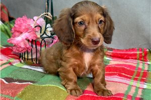 Ronin - Dachshund, Mini, placed in Kirksville