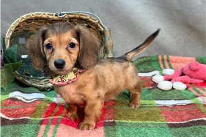 Raya - Mini Dachshund for sale