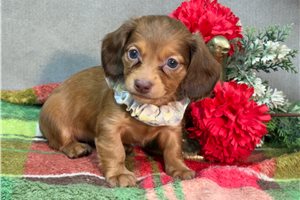 Hope - puppy for sale