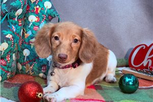 Katrina - Dachshund, Mini for sale