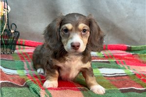Benjamin - Dachshund, Mini for sale