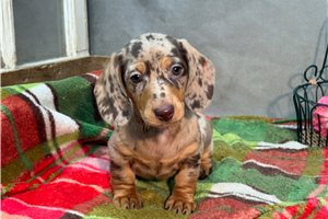 Stone - Dachshund, Mini for sale