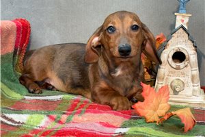 Bash - Dachshund, Mini for sale