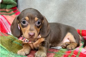 Serena - puppy for sale