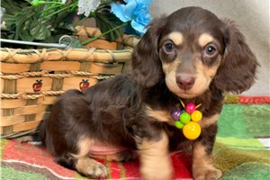 Birdie - puppy for sale