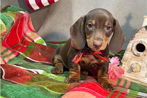 Riot - puppy for sale